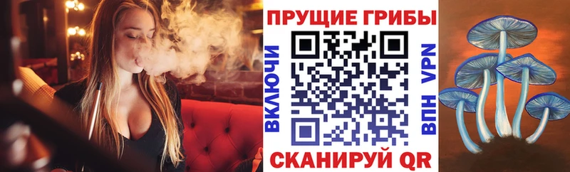 Купить где  Киржач  Псилоцибиновые грибы Psilocybe 